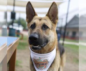 German Shepherd Dog-Unknown Mix Dogs for adoption in San Antonio, TX, USA