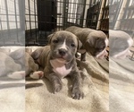 Puppy 4 American Bully-American Pit Bull Terrier Mix
