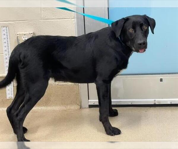 Medium Photo #1 Labrador Retriever-Unknown Mix Puppy For Sale in Grand Prairie, TX, USA