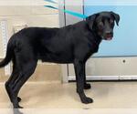 Small Labrador Retriever Mix