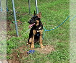 Small #1 German Shepherd Dog Mix