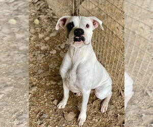 Boxer Dogs for adoption in Austin, TX, USA