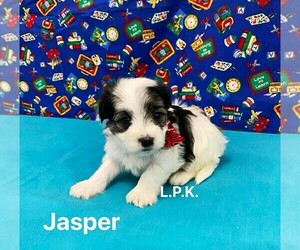 Morkie Puppy for sale in WINNSBORO, LA, USA