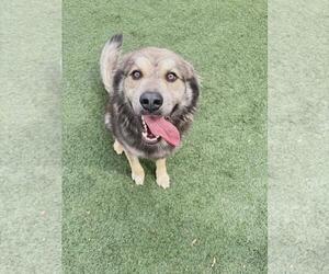 Great Pyrenees-Unknown Mix Dogs for adoption in Rockwall, TX, USA