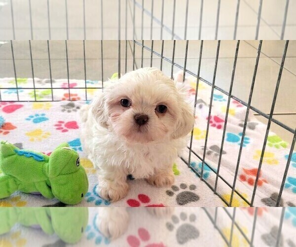 Medium Photo #1 Shih Tzu Puppy For Sale in ORO VALLEY, AZ, USA