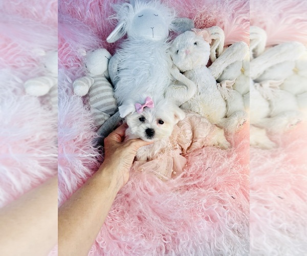 Medium Photo #14 Maltese Puppy For Sale in FORT LAUDERDALE, FL, USA
