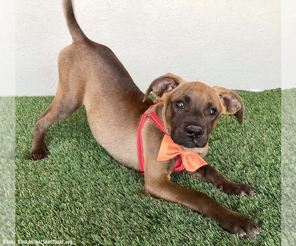 Medium Photo #2 Boxador Puppy For Sale in San Diego, CA, USA