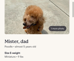 Small #10 Poodle (Miniature)
