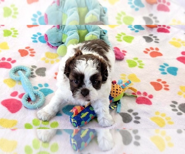 Medium Photo #11 ShihPoo Puppy For Sale in ORO VALLEY, AZ, USA