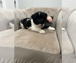 Small Photo #5 Akita Puppy For Sale in SOMERSET, NJ, USA