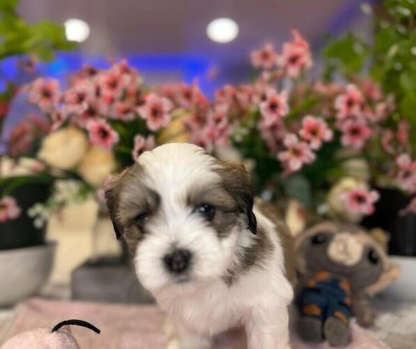 Medium Photo #9 Hava-Apso Puppy For Sale in METUCHEN, NJ, USA