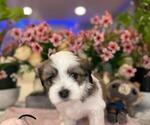 Small #8 Hava-Apso