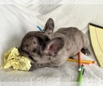 Small #8 French Bulldog