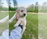 Puppy Dark Green Golden Retriever