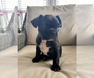 French Bulldog Puppy for sale in CHANTILLY, VA, USA