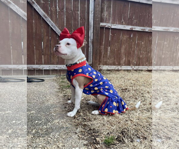 Medium Photo #9 Mutt Puppy For Sale in Rockville, MD, USA