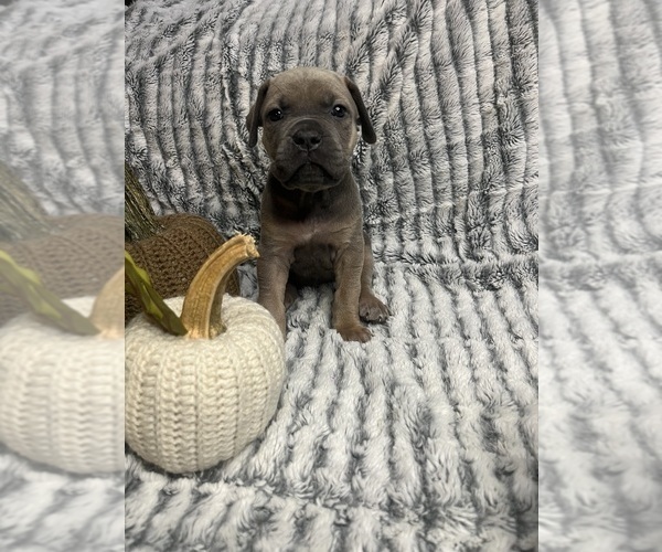 Medium Photo #1 Cane Corso Puppy For Sale in AMITY, AR, USA