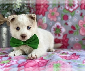Pomsky Puppy for sale in LANCASTER, PA, USA