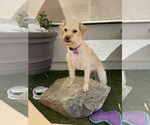 Small #1 Shih-Poo