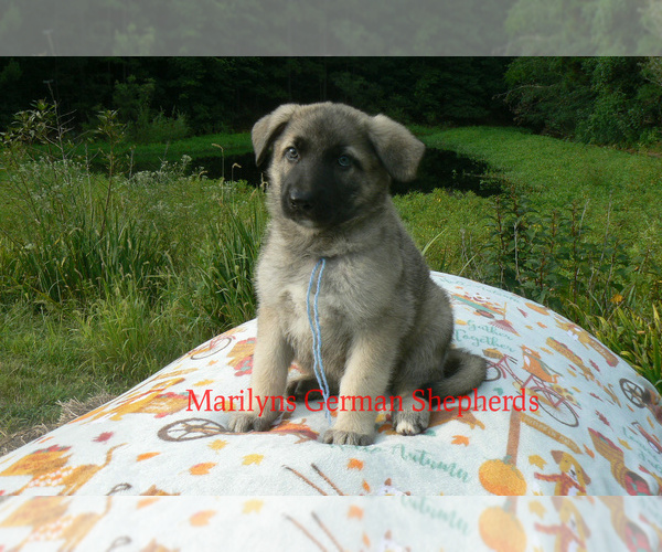Medium Photo #2 German Shepherd Dog Puppy For Sale in PIEDMONT, MO, USA