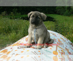 Small #1 German Shepherd Dog
