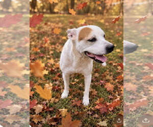 Pippa - new Fall pics - Female Bostin American Bulldog Dog for Adoption - Photo #4