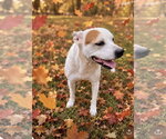 Small Photo #4 Bostin American Bulldog Puppy For Sale in Southbury, CT, USA