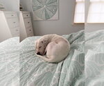 Small #10 Mutt