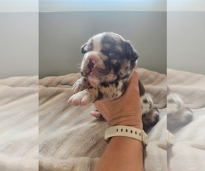 Faux Frenchbo Bulldog Puppy for sale in GREENSBURG, IN, USA