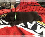Small Photo #17 Labrador Retriever Puppy For Sale in CLEARWATER, FL, USA