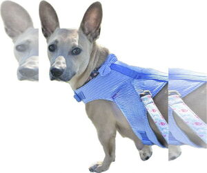 Chi-Corgi Dogs for adoption in Rosenberg, TX, USA