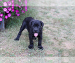 Puppy Calvin Cane Corso