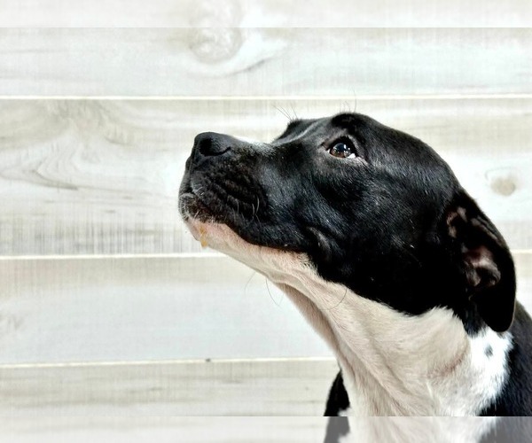 Medium Photo #4 American Pit Bull Terrier Puppy For Sale in Murfreesboro, NC, USA