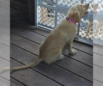 Small #5 Golden Retriever