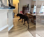Small Photo #4 Great Dane Puppy For Sale in Bullard, TX, USA