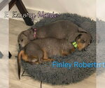 Small #15 Dachshund