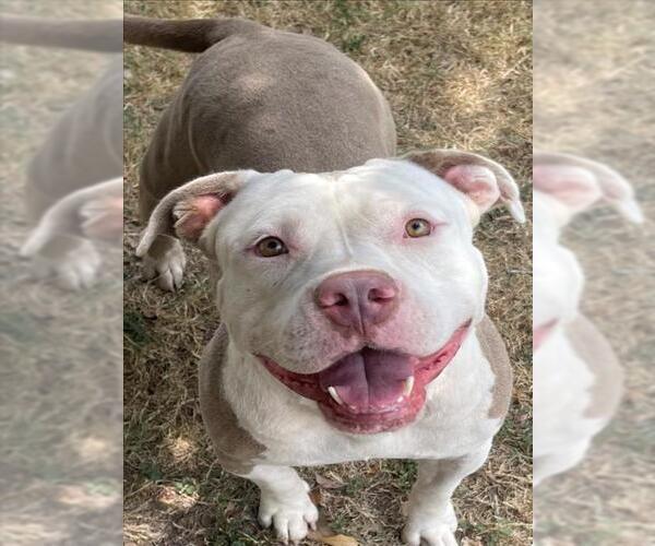 Medium Photo #1 American Pit Bull Terrier-Unknown Mix Puppy For Sale in Texas City, TX, USA
