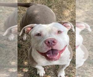 American Pit Bull Terrier-Unknown Mix Dogs for adoption in Texas City, TX, USA