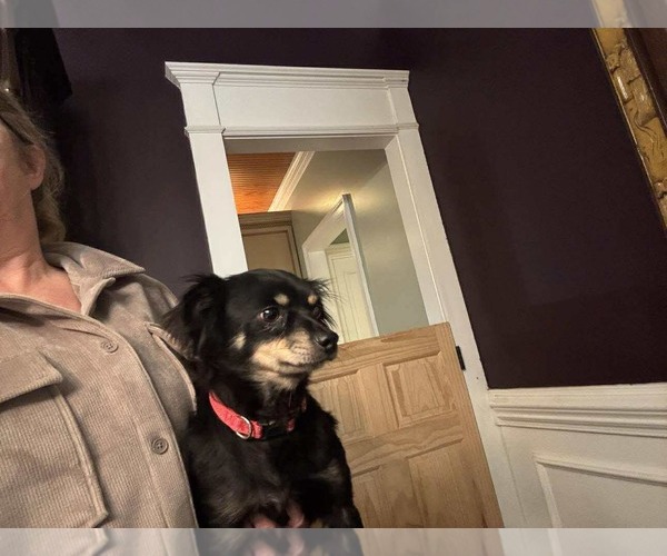 Medium Photo #2 Chiranian Puppy For Sale in Holly Springs, NC, USA