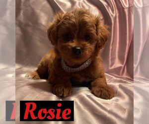 Chihuahua-Poodle (Toy) Mix Puppy for sale in SAINT CLOUD, FL, USA