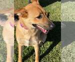 Small #3 German Shepherd Dog Mix