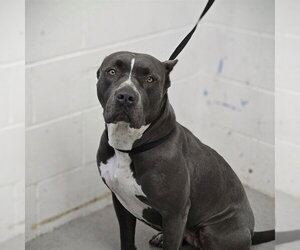 Mutt Dogs for adoption in San Bernardino, CA, USA