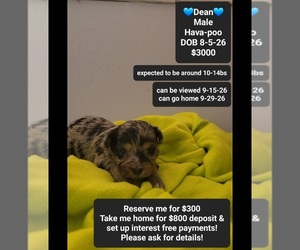 Havapoo Puppy for sale in TUCSON, AZ, USA