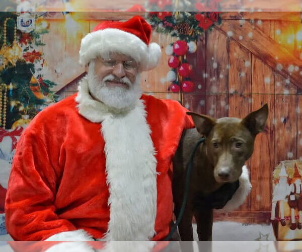 Medium Photo #2 Australian Kelpie-Unknown Mix Puppy For Sale in Westminster, MD, USA