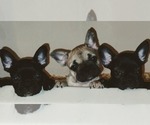 Image preview for Ad Listing. Nickname: Frenchies