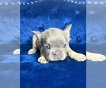 Small Photo #9 French Bulldog Puppy For Sale in SACRAMENTO, CA, USA