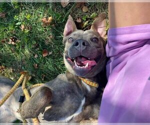 American Staffordshire Terrier-Dutch Shepherd  Mix Dogs for adoption in Kansas City, MO, USA