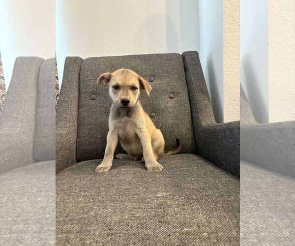 Medium Photo #2 Labrador Retriever-Unknown Mix Puppy For Sale in The Woodlands, TX, USA