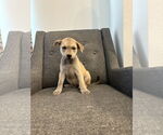 Small #1 Labrador Retriever Mix