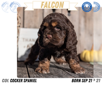 Puppy Falcon Cocker Spaniel